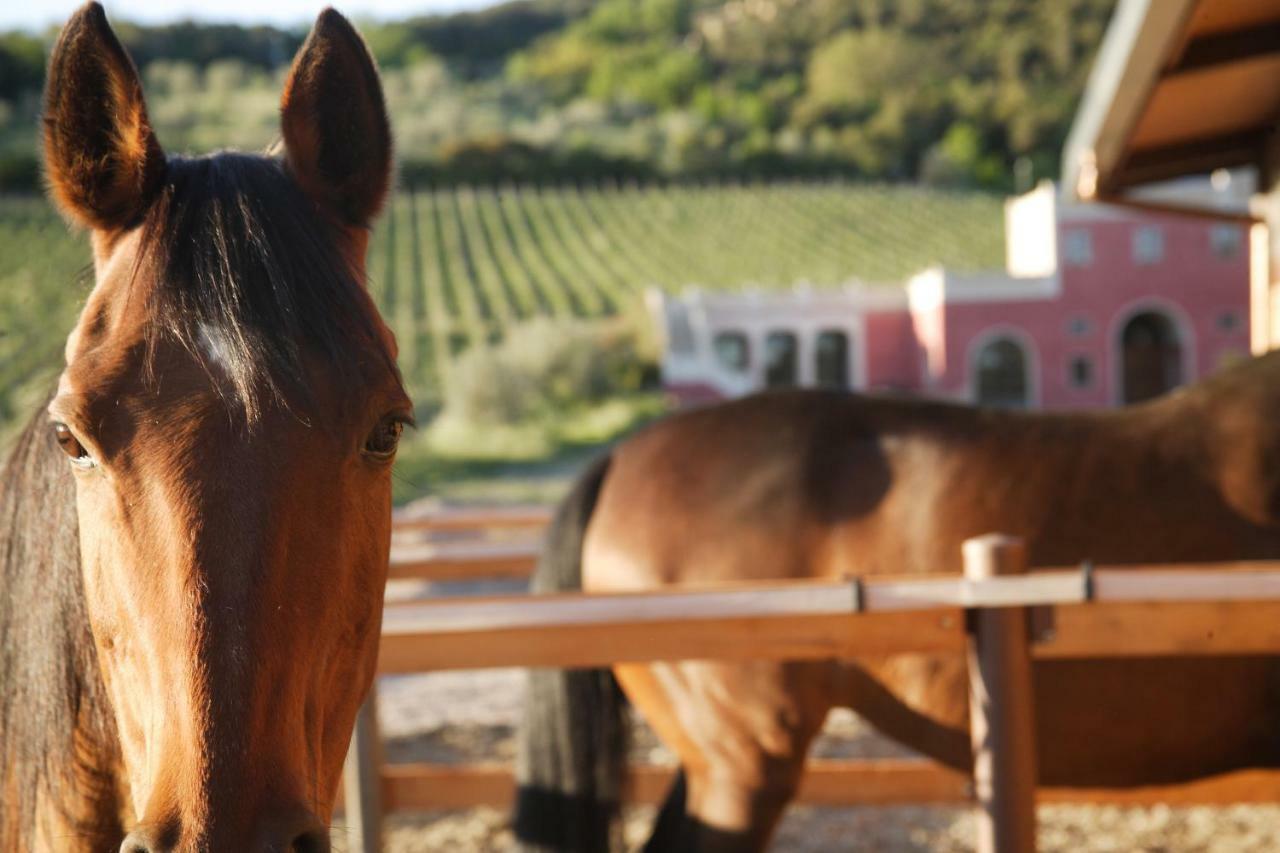 Tenuta Il Sassone - Wine&Food Massa Marittima Eksteriør bilde